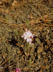 Clarkia breweri