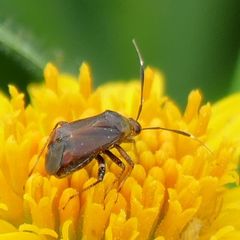 Horciasinus argentinus