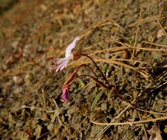 Clarkia breweri