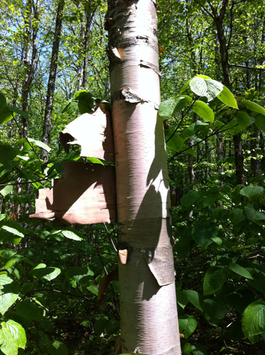 heartleaf paper birch