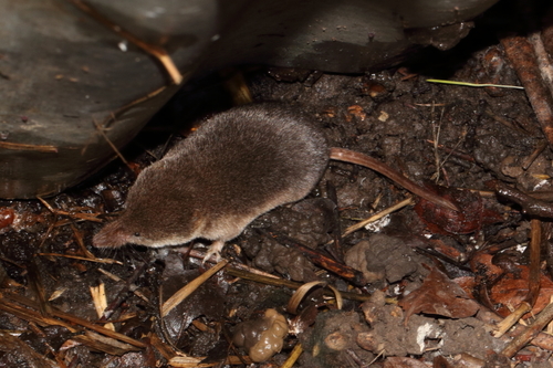 Common Shrew