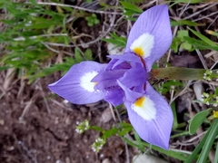 Moraea sisyrinchium