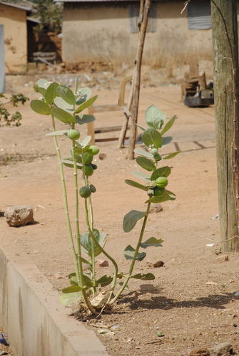 giant milkweed