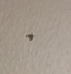 Clogmia albipunctata