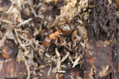 Formica sanguinea