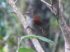 Thryophilus rufalbus