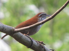 Thryophilus rufalbus