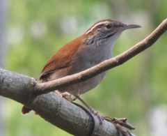 Thryophilus rufalbus