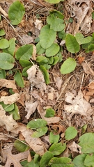 Epigaea