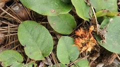 Epigaea