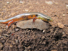 Diploglossus bilobatus