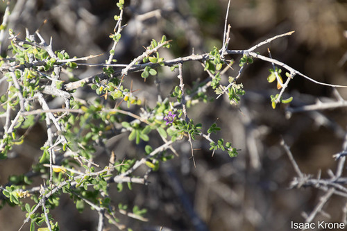 Baja desert-thorn (Lycium brevipes)