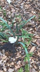 Zephyranthes drummondii