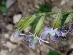 Silene nocturna image