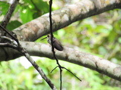 Phaethornis longirostris