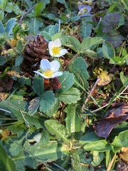 Fragaria virginiana platypetala