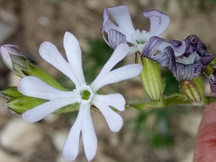 Silene nocturna image