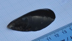 Mytilus edulis