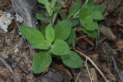 Erythranthe cardinalis