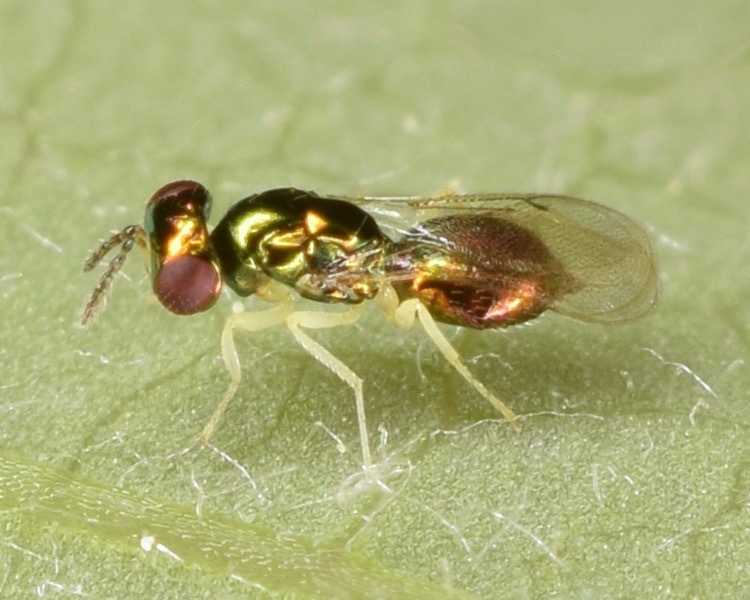 Chrysocharis