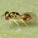 Chrysocharis - Photo (c) skitterbug, algunos derechos reservados (CC BY), uploaded by skitterbug