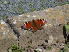 Aglais io