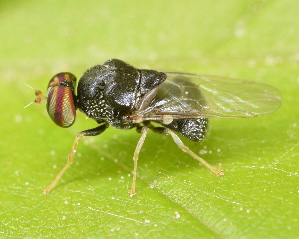 Gowdeyana punctifera