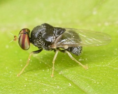 Gowdeyana punctifera