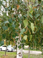 Betula pendula