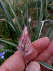 Ebenus pinnata image