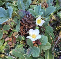 Fragaria virginiana platypetala