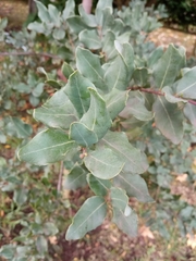 Cryptocarya alba