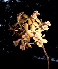 Epidendrum anceps