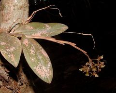 Epidendrum anceps