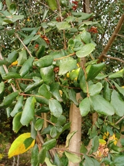 Crinodendron patagua