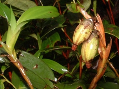 Maxillaria schlechteriana