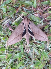 Xylophanes anubus