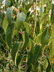 Aristotelia chilensis