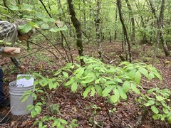 Castanea pumila