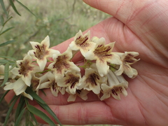 Pandorea doratoxylon