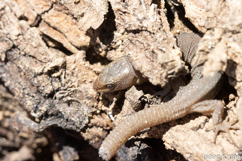 Wiggins' Desert Night Lizard, Xantusia wigginsi