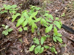 Castanea pumila