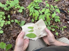 Castanea pumila