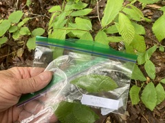 Castanea pumila
