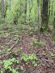 Castanea pumila