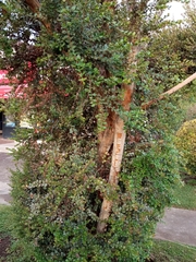 Luma apiculata
