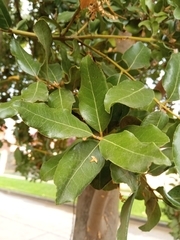 Cryptocarya alba