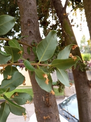 Cryptocarya alba