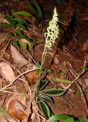 Cyclopogon miradorensis