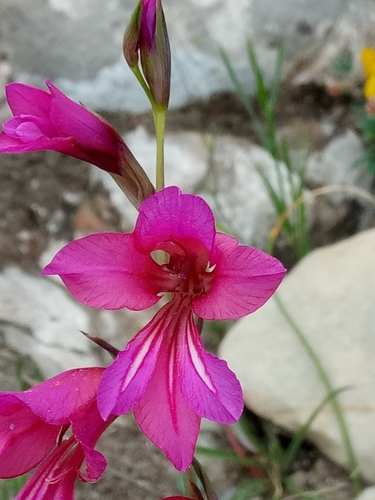 Gladiolus dubius image